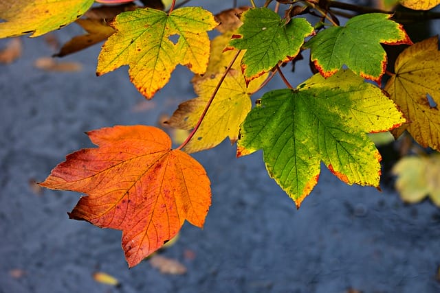 Fall leaves