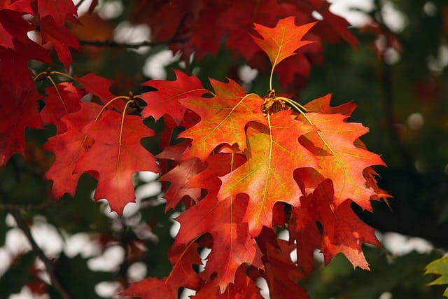 Fall leaves