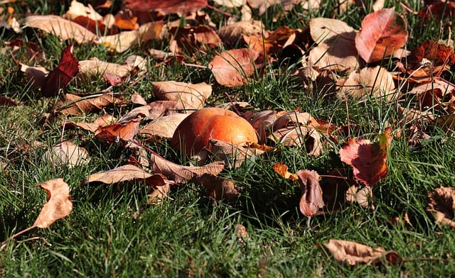 Apple in leaves