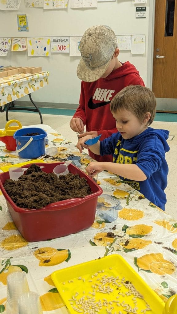 Lemon seed planting