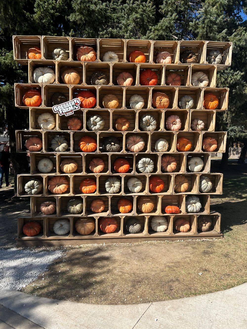 Variety of pumpkins